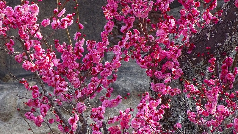 1週間前に散歩した時の桜を探して 開花状況を確認しに行きました 上巻 宝塚 兵庫県 の旅行記 ブログ By Hn11さん フォートラベル 1週間前に散歩した時の桜を探して 開花状況を確認しに行きました 上巻 宝塚 兵庫県 の旅行記 ブログ By Hn11さん フォートラベル