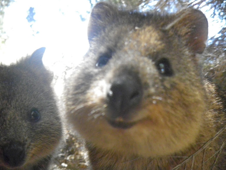 動物に癒されにオーストラリア パースへ ５日目 この旅の本命 クォッカに会いにロットネスト島へ パース オーストラリア の旅行記 ブログ By Kapiminamaruzoさん フォートラベル