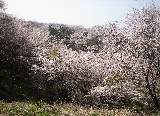 2019年4月 山口県 山陽小野田市 竜王山に2回目の花見に行きました 満開でした 宇部 小野田 山口県 の旅行記 ブログ By イロコさん フォートラベル 2019年4月 山口県 山陽小野田市 竜王山に2回目の花見に行きました 満開でした 宇部 小野田 山口県 の旅行記 ブログ By イロコさん フォートラベル