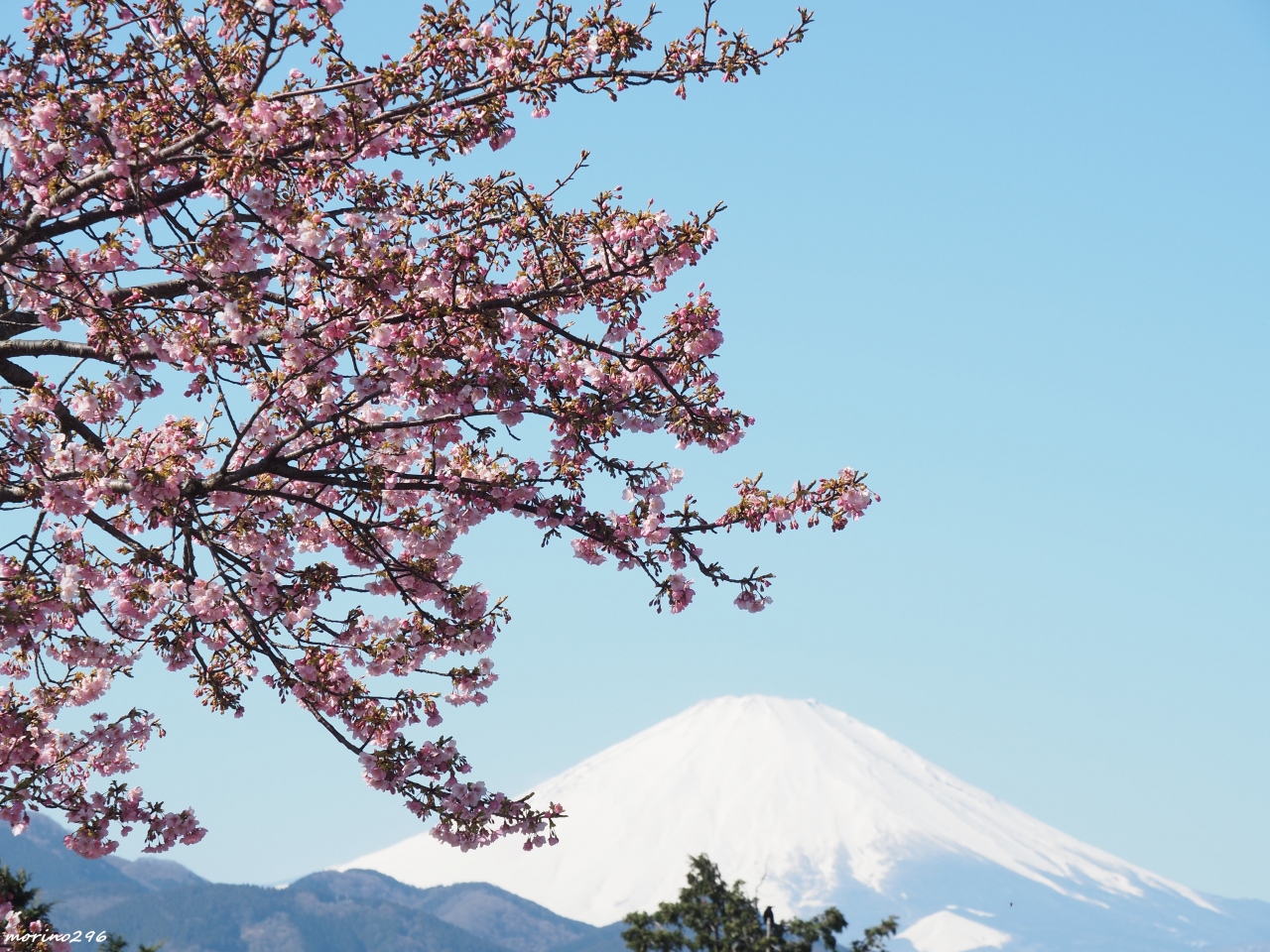 富士山と一緒にお花見 松田山の河津桜 秦野 松田 足柄 神奈川県 の旅行記 ブログ By Morino296さん フォートラベル