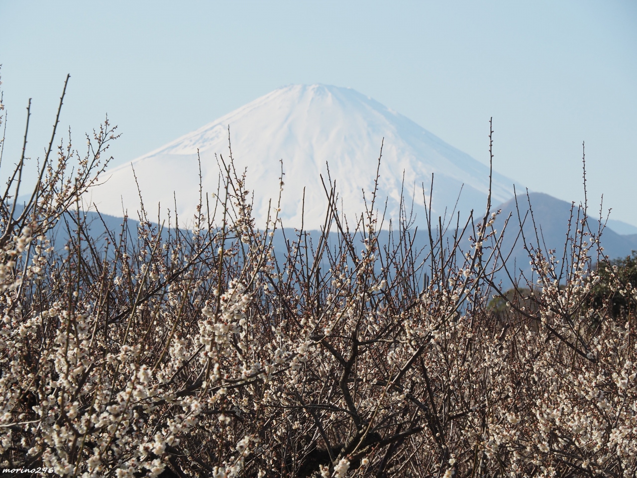 富士山と一緒にお花見と流鏑馬 曽我梅林 小田原 神奈川県 の旅行記 ブログ By Morino296さん フォートラベル