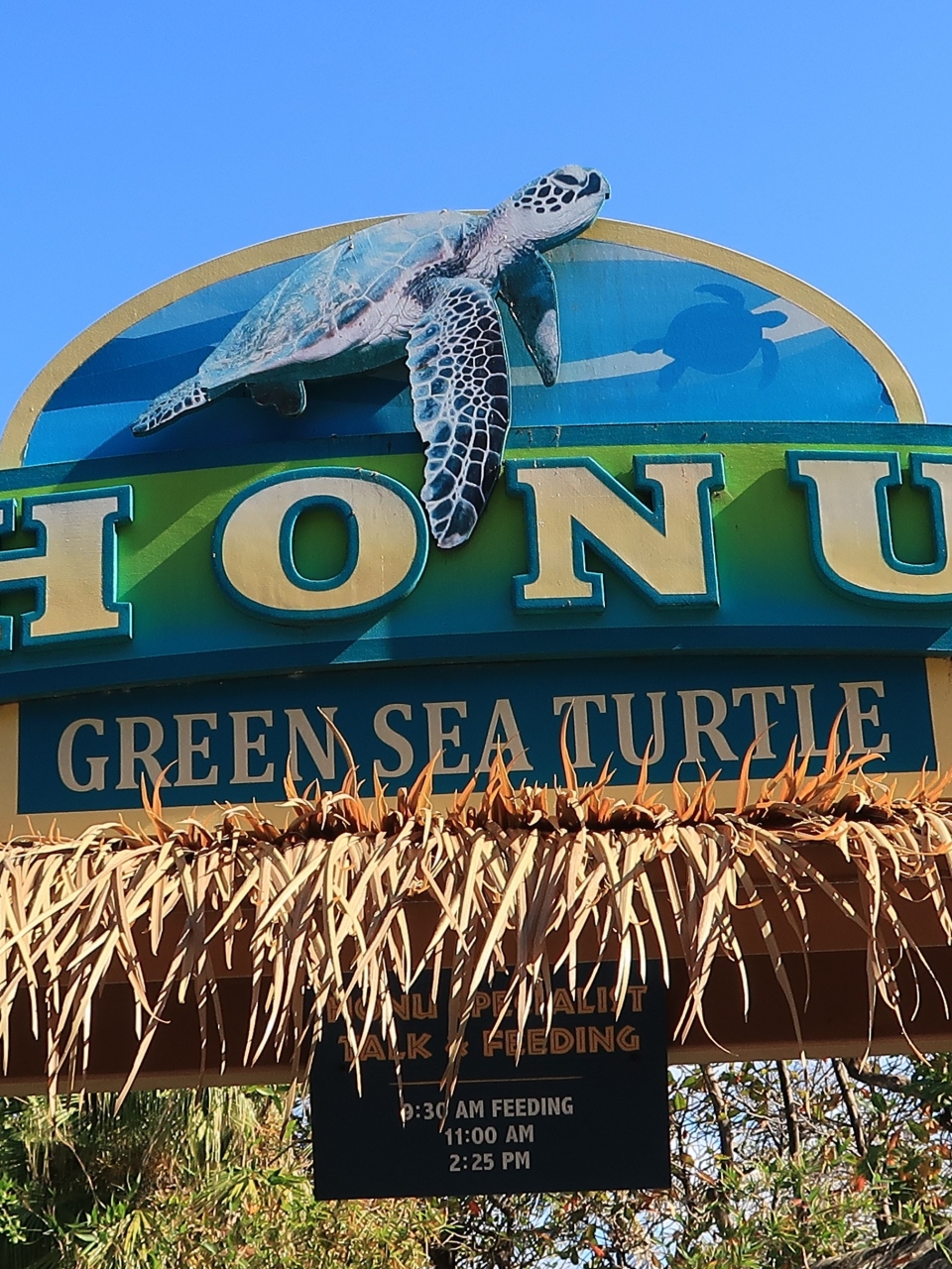 Oahu 29 シーライフパーク ホヌ アオウミガメ 海亀 神聖な生き物 守り神とも ハナウマ ベイ周辺 ハワイ の旅行記 ブログ By マキタンさん フォートラベル Oahu 29 シーライフパーク ホヌ アオウミガメ 海亀 神聖な生き物 守り神とも ハナウマ ベイ周辺 ハワイ の旅行記 ブログ By マキタンさん フォートラベル
