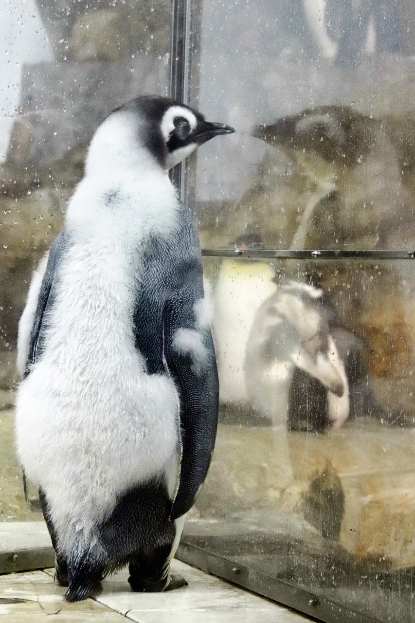 『2020年もアドベンチャーワールドで3ヶ月ぶり（4）ペンギン特集：換毛中のペンギンたちに爆笑！～エンペラーペンギンの赤ちゃん昭和の水着姿