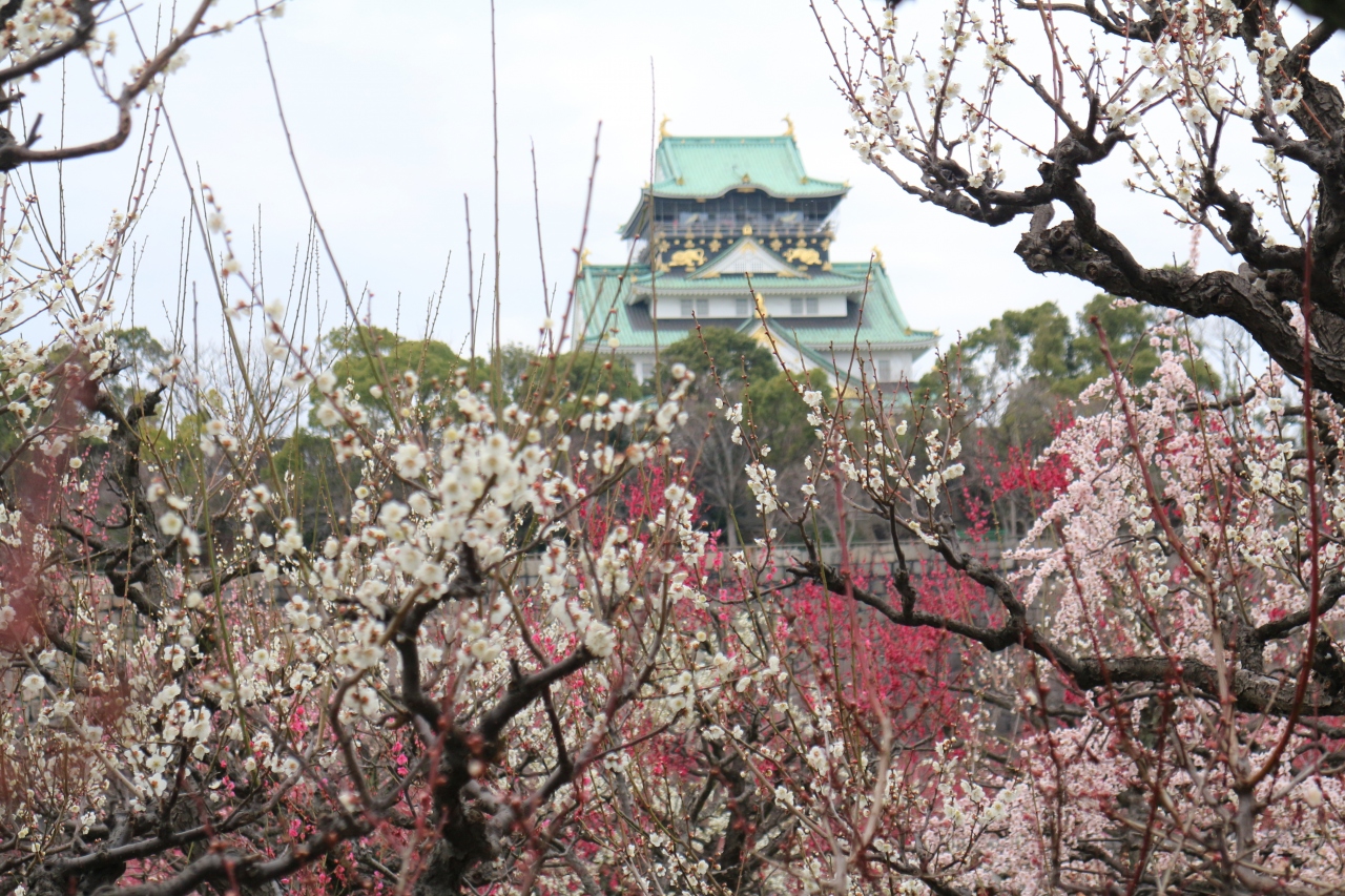 02 大阪城梅林 大阪城 京橋 大阪 の旅行記 ブログ By じんさん フォートラベル