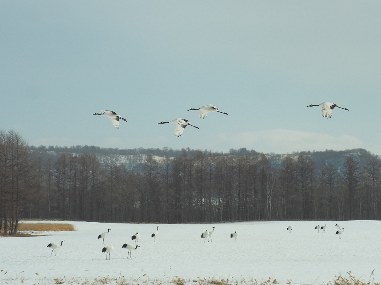 冬の北海道 さいはて野鳥紀行 鶴居村のタンチョウ 釧路 北海道 の旅行記 ブログ By みささん フォートラベル