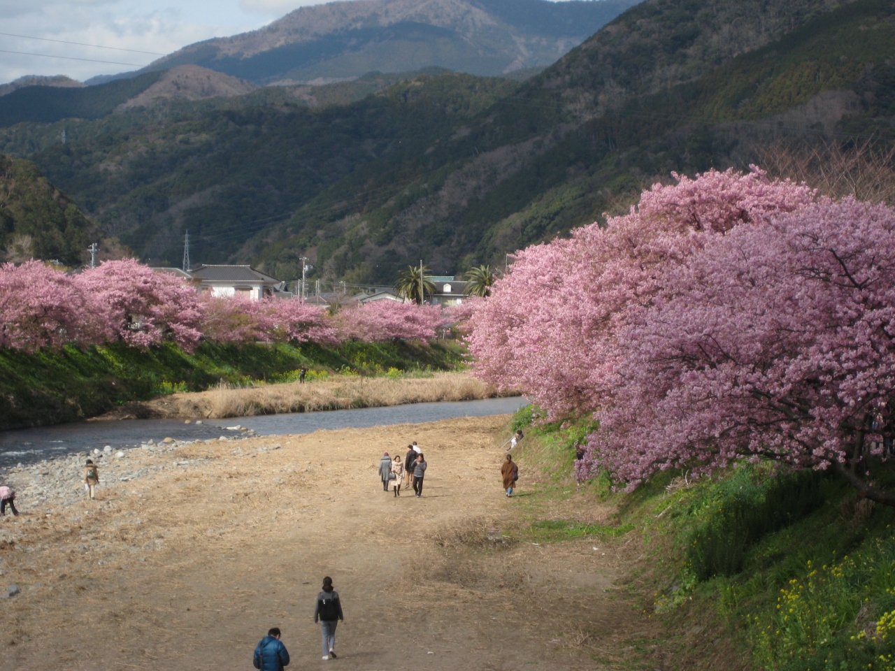 伊豆半島日帰り縦断 河津桜と道の駅ドライブ 静岡県の旅行記 ブログ By れっくす05さん フォートラベル