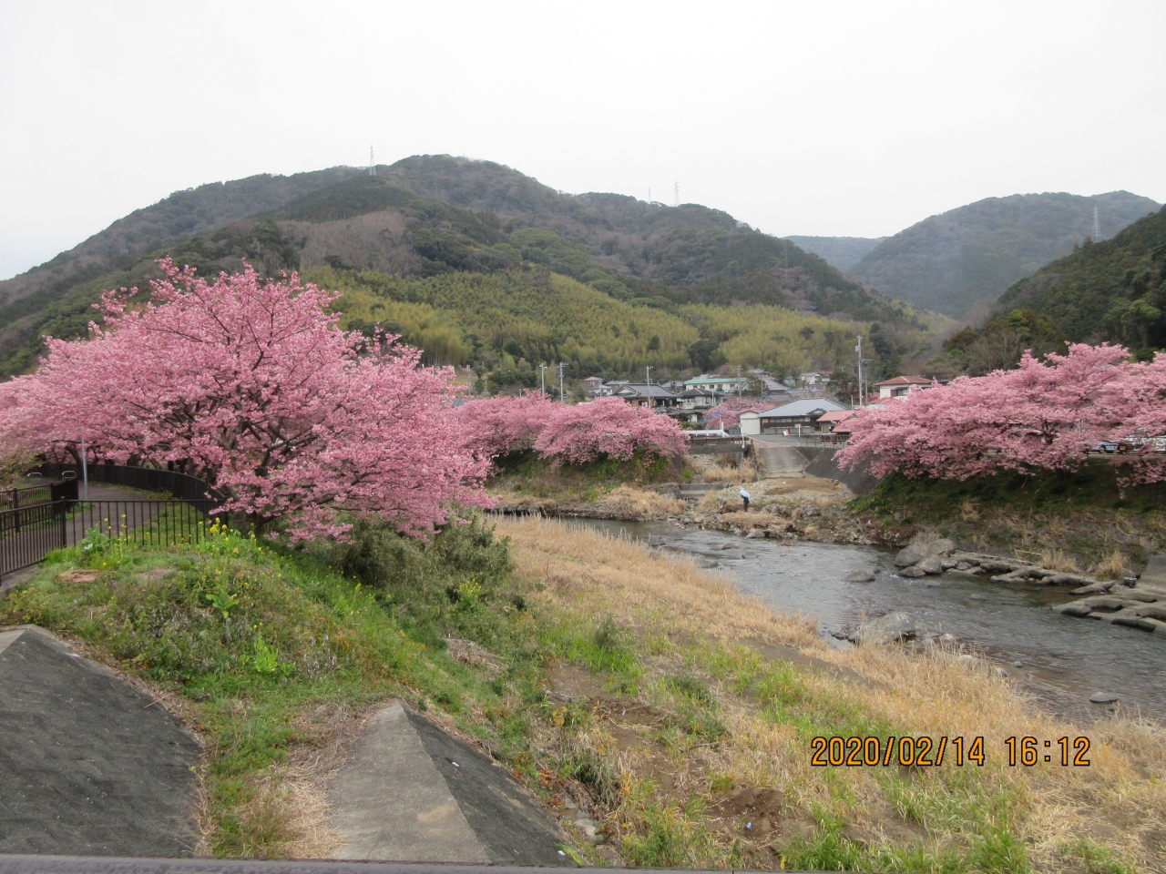 シニアののんびり静岡旅行です 第一日目 日本平 駿河湾フェリー 河津桜 河津温泉郷 今井浜 静岡県 の旅行記 ブログ By アキミヤギさん フォートラベル