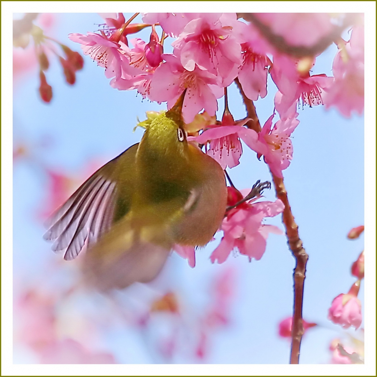 Solitary Journey 春はもうすぐそこ 濃いピンク色をした河津桜に群がるメジロたちと水仙 上蒲刈島県民の浜 広島県呉市 大崎下島 豊島 下蒲刈島 広島県 の旅行記 ブログ By Mechagodzilla 703さん フォートラベル