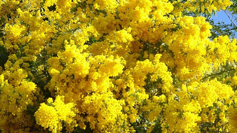 豊中市少路の羽鷹池近くに咲く ミモザの花を見に行きました 上巻 伊丹空港 豊中 大阪 の旅行記 ブログ By Hn11さん フォートラベル