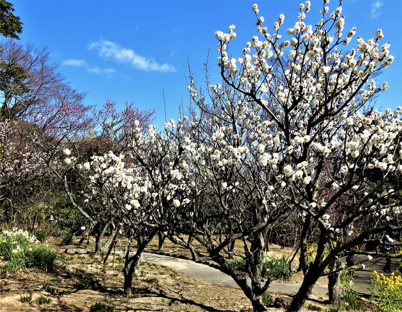 ２０２０年２月 神戸市立須磨離宮公園の梅を鑑賞します 神戸 兵庫県 の旅行記 ブログ By Hｕｕｍａさん フォートラベル