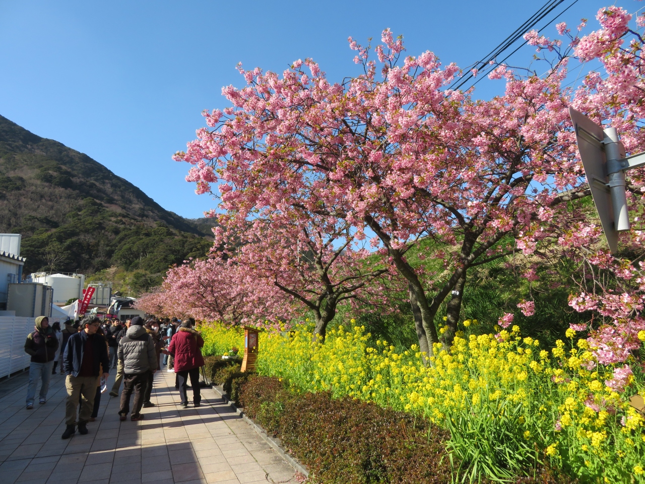 年春 河津桜観光 河津町 南伊豆町のさくらまつり 河津温泉郷 今井浜 静岡県 の旅行記 ブログ By ぱくにくさん フォートラベル