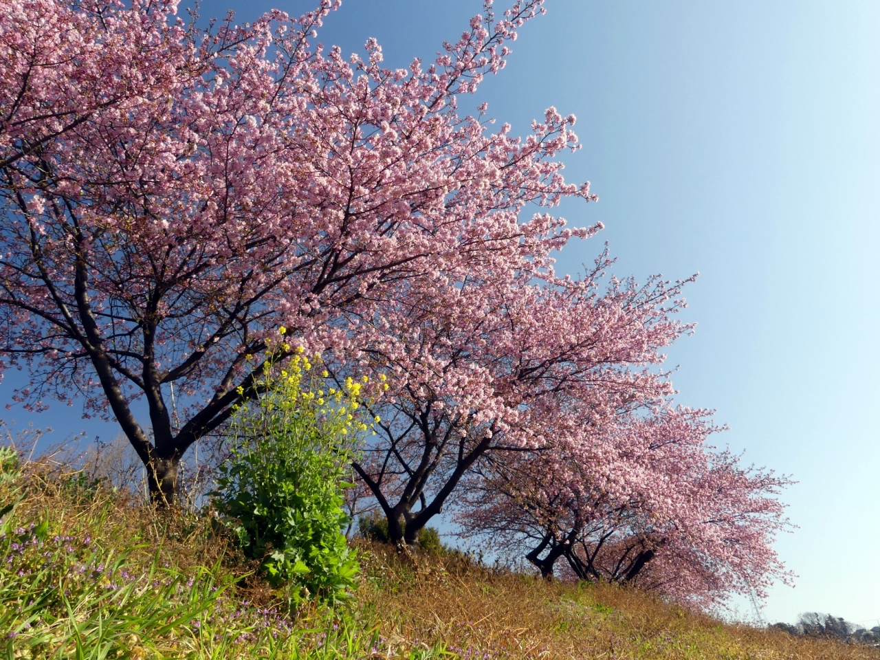 榛の森公園 の河津桜 2 見頃が始まりました 埼玉県 深谷市 深谷 寄居 埼玉県 の旅行記 ブログ By Minamicazeさん フォートラベル 榛の森公園 の河津桜 2 見頃が始まりました 埼玉県 深谷市 深谷 寄居 埼玉県 の旅行記 ブログ By Minamicazeさん フォートラベル