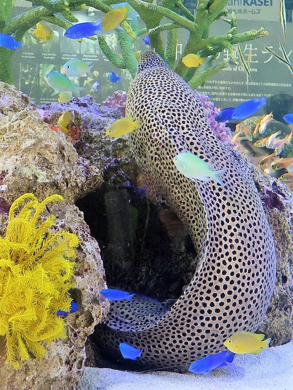 世界らん展15 沖縄 野生ランの宝庫 1種 美ら海水槽 熱帯魚 サンゴ礁 癒されて 水道橋 東京 の旅行記 ブログ By マキタン２さん フォートラベル