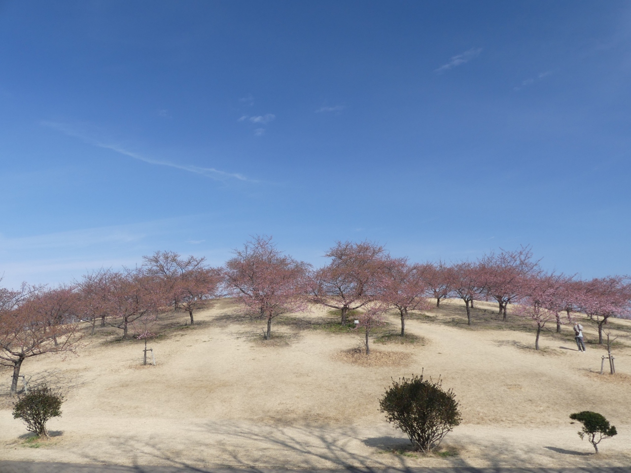 いせさき市民のもり公園 の河津桜 1 2月20日は咲き始め 1分咲きくらいでした 群馬県 伊勢崎市 伊勢崎 群馬県 の旅行記 ブログ By Minamicazeさん フォートラベル いせさき市民のもり公園 の河津桜 1 2月20日は咲き始め 1分咲きくらいでした 群馬県 伊勢崎市 伊勢崎 群馬県 の旅行記 ブログ By Minamicazeさん フォートラベル