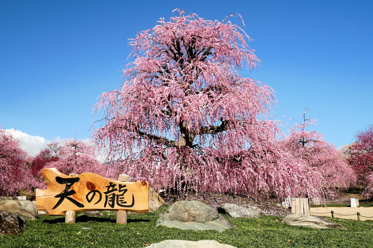 満開のしだれ梅を愛でる旅 鈴鹿の森庭園 鈴鹿 三重県 の旅行記 ブログ By Bigwellさん フォートラベル 満開のしだれ梅を愛でる旅 鈴鹿の森庭園 鈴鹿 三重県 の旅行記 ブログ By Bigwellさん フォートラベル
