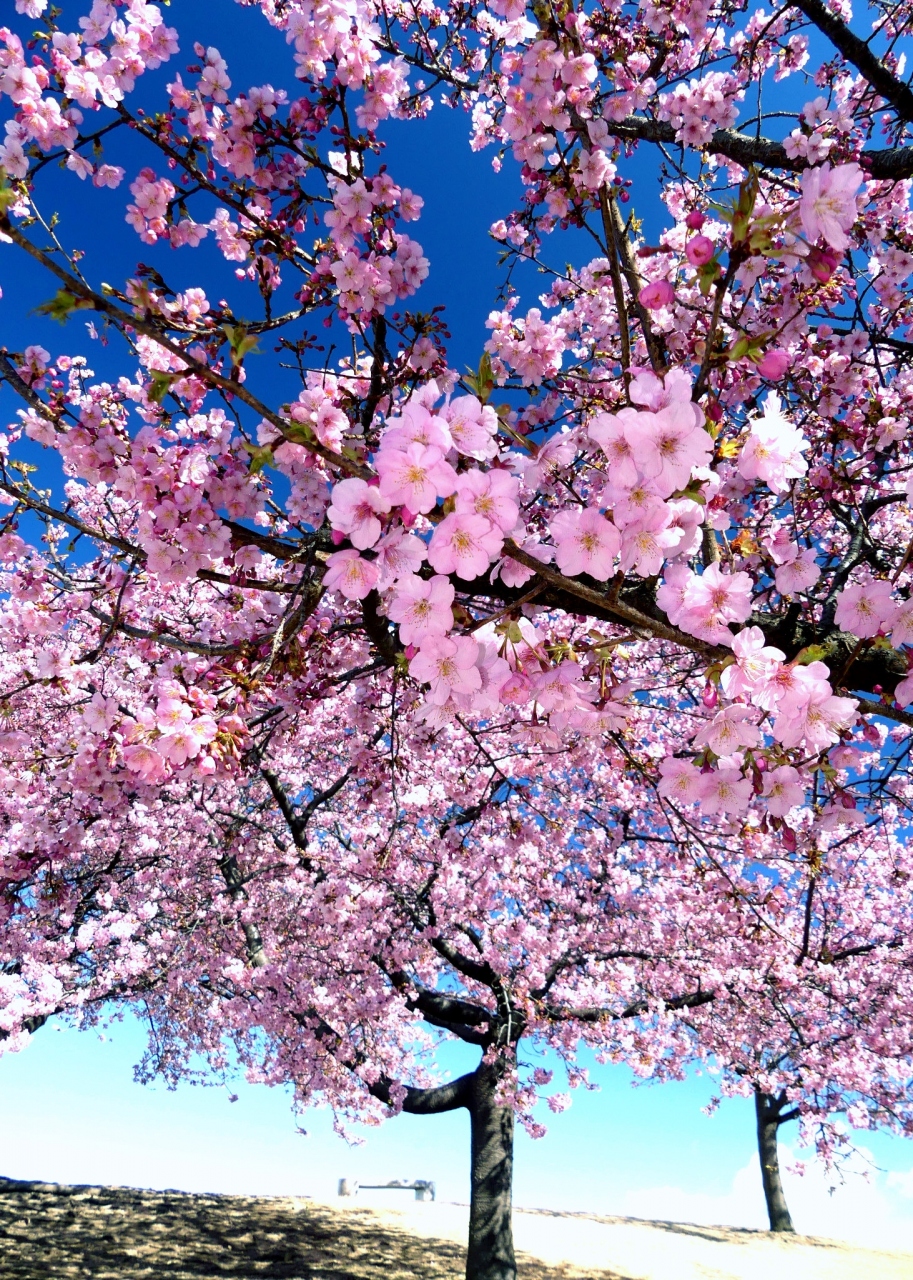 いせさき市民のもり公園 の河津桜 2 2月27日はほぼ満開 見頃でした 群馬県 伊勢崎市 伊勢崎 群馬県 の旅行記 ブログ By Minamicazeさん フォートラベル いせさき市民のもり公園 の河津桜 2 2月27日はほぼ満開 見頃でした 群馬県 伊勢崎市 伊勢崎 群馬県 の旅行記 ブログ By Minamicazeさん フォートラベル