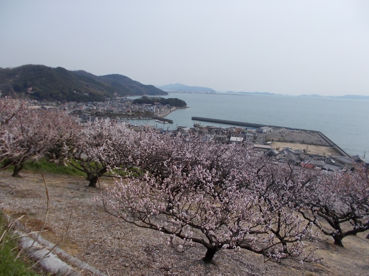 田尻町あんずの里 福山 広島県 の旅行記 ブログ By 岳人28号さん フォートラベル 田尻町あんずの里 福山 広島県 の旅行記 ブログ By 岳人28号さん フォートラベル