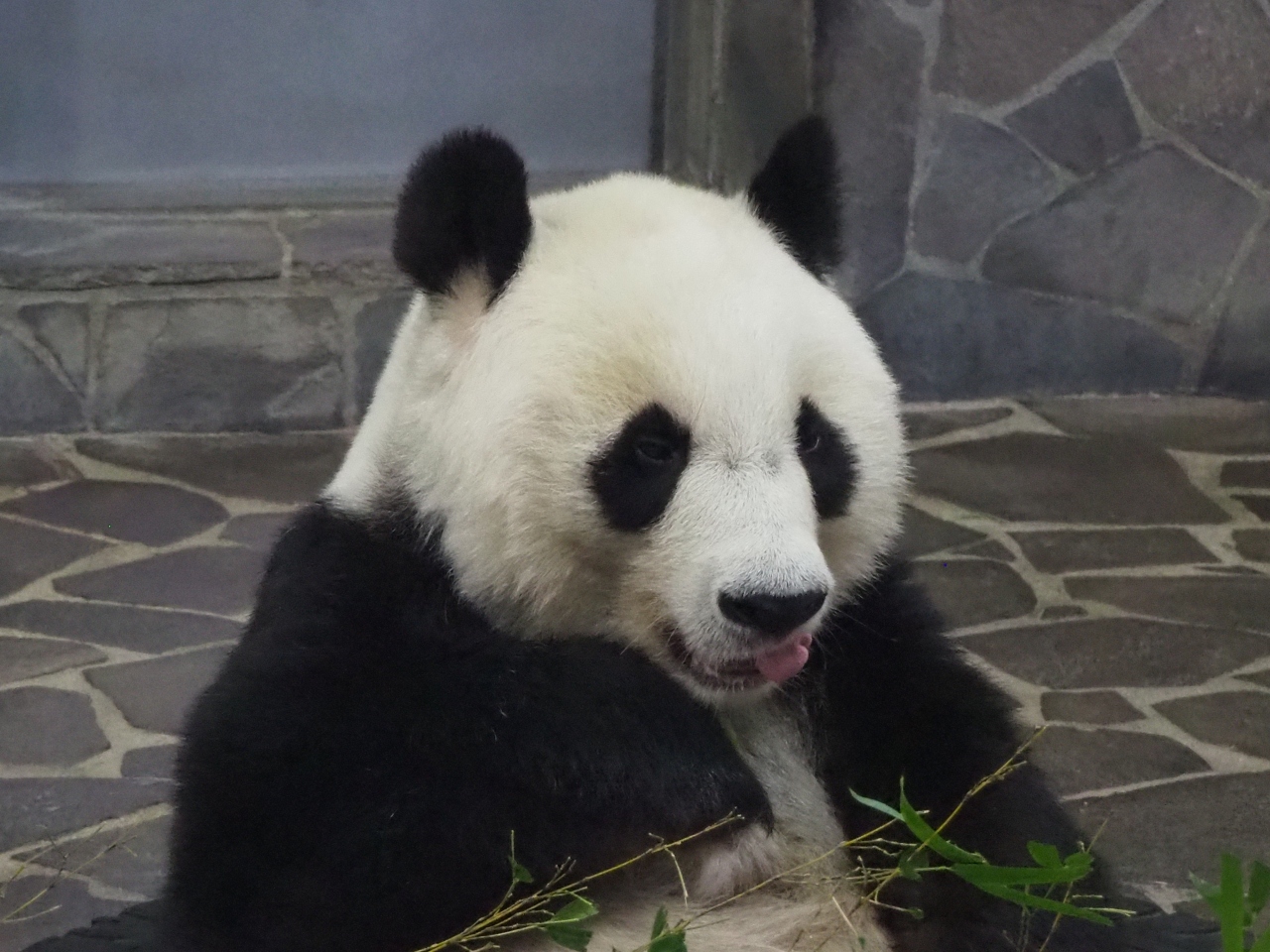 王子動物園のタンタンとズゼ 御影 灘 兵庫県 の旅行記 ブログ By まかふしこさん フォートラベル