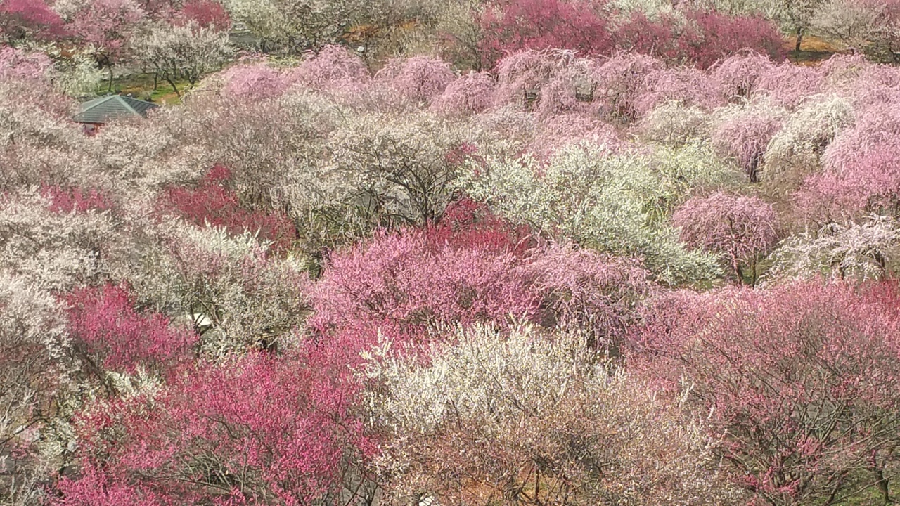 梅をもとめて三重 日帰りの旅 いなべと鈴鹿の森庭園 鈴鹿 三重県 の旅行記 ブログ By へなちょこ姉さんさん フォートラベル 梅をもとめて三重 日帰りの旅 いなべと鈴鹿の森庭園 鈴鹿 三重県 の旅行記 ブログ By へなちょこ姉さんさん フォートラベル