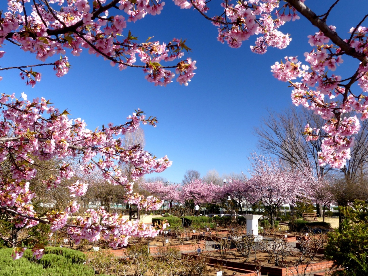 道の駅めぬま」の河津桜_2020_満開でした。見頃です。（熊谷市・妻沼 