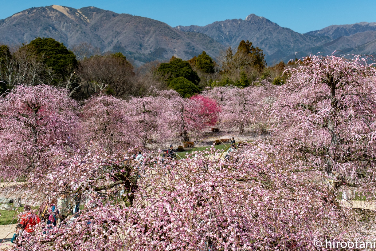 三重の三大梅絶景めぐり ２ 鈴鹿の森庭園 鈴鹿 三重県 の旅行記 ブログ By Hirootaniさん フォートラベル