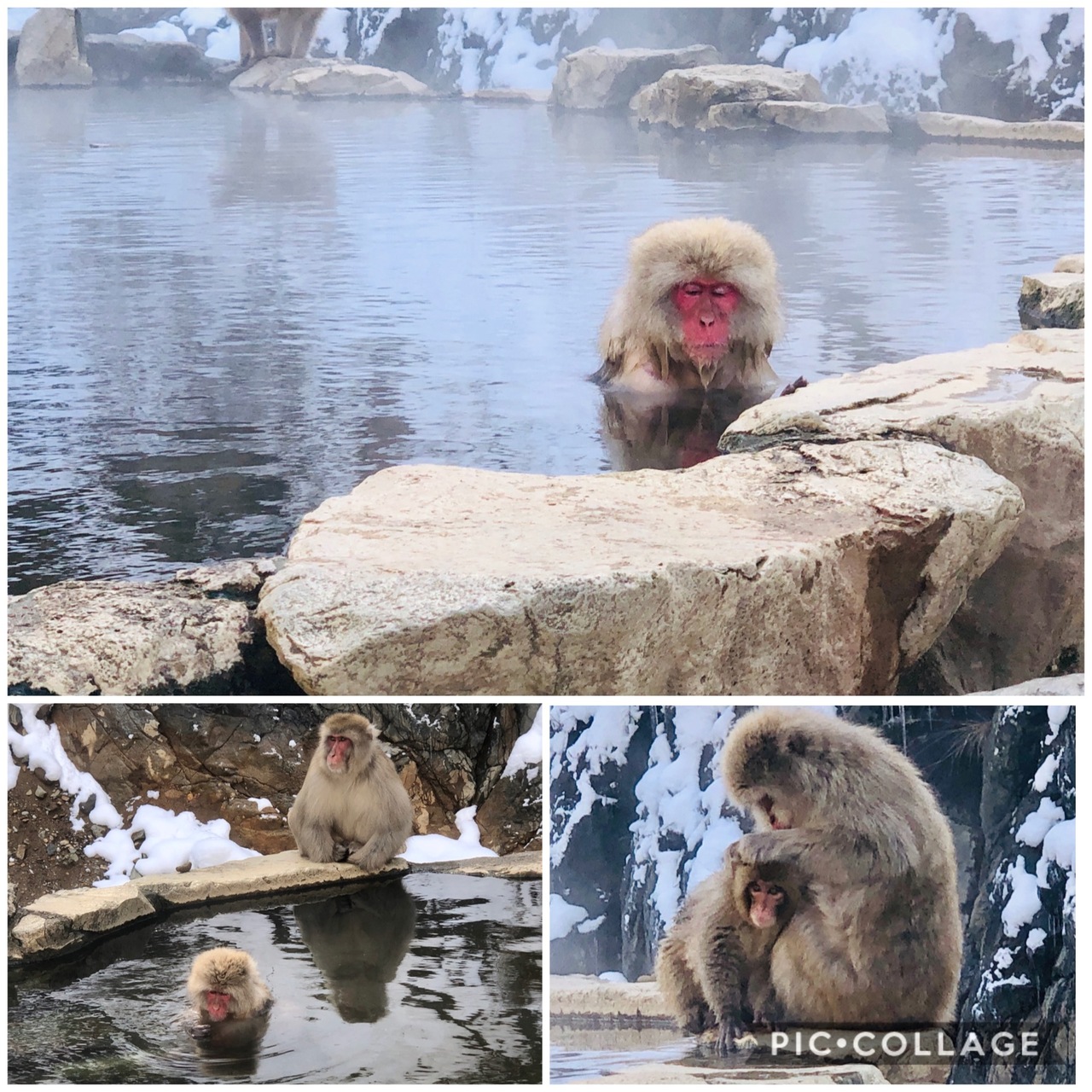 雪の遣いが往く北信の旅 その 完結 子猿が可愛い 地獄谷野猿公苑 帰路 湯田中渋温泉郷 志賀高原 長野県 の旅行記 ブログ By エヌエヌさん フォートラベル 雪の遣いが往く北信の旅 その 完結 子猿が可愛い 地獄谷野猿公苑 帰路 湯田中渋温泉郷 志賀高原 長野県 の旅行記 ブログ By エヌエヌさん フォートラベル