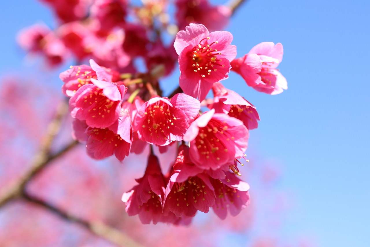 皇居一周ウォーキング 桜は来週 丸の内 大手町 八重洲 東京 の旅行記 ブログ By 東京おやじっちさん フォートラベル