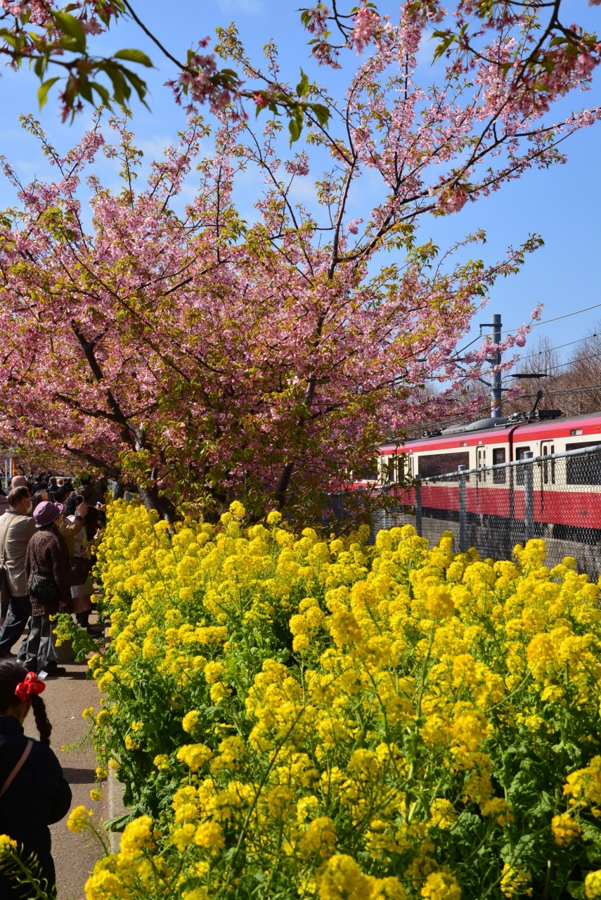 三浦海岸 河津桜 さんぽ 三浦海岸 三崎 神奈川県 の旅行記 ブログ By 旅姿さん フォートラベル