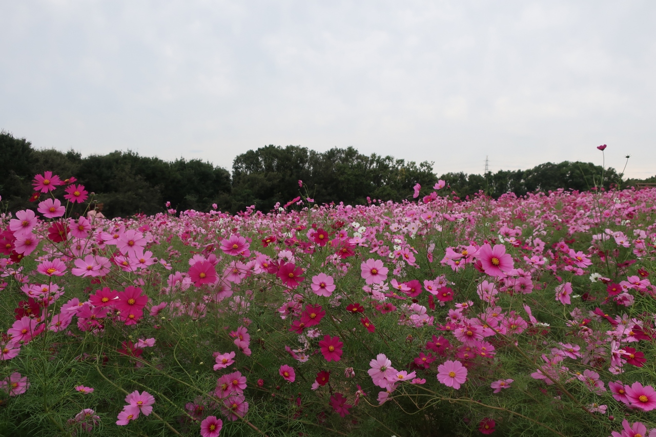 子連れピクニック コスモス見頃万博公園19 吹田 万博公園 大阪 の旅行記 ブログ By めぇさん フォートラベル 子連れピクニック コスモス見頃万博公園19 吹田 万博公園 大阪 の旅行記 ブログ By めぇさん フォートラベル