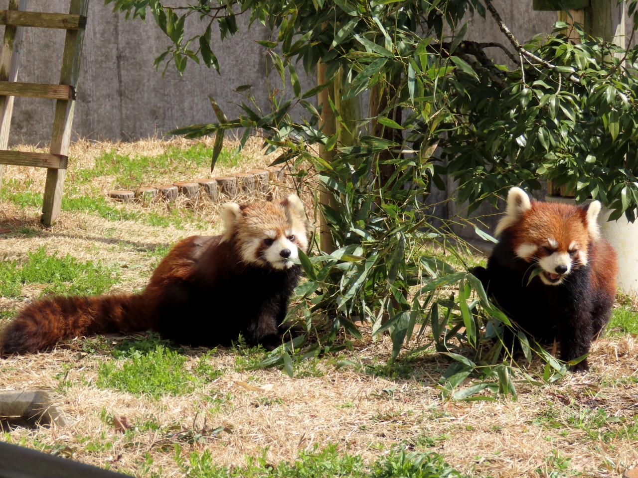 福知山市動物園 どれくらい大きくなってるかな 5ヶ月ぶりに会う令明君の成長ぶりが楽しみです 福知山 京都 の旅行記 ブログ By Jilllucaさん フォートラベル