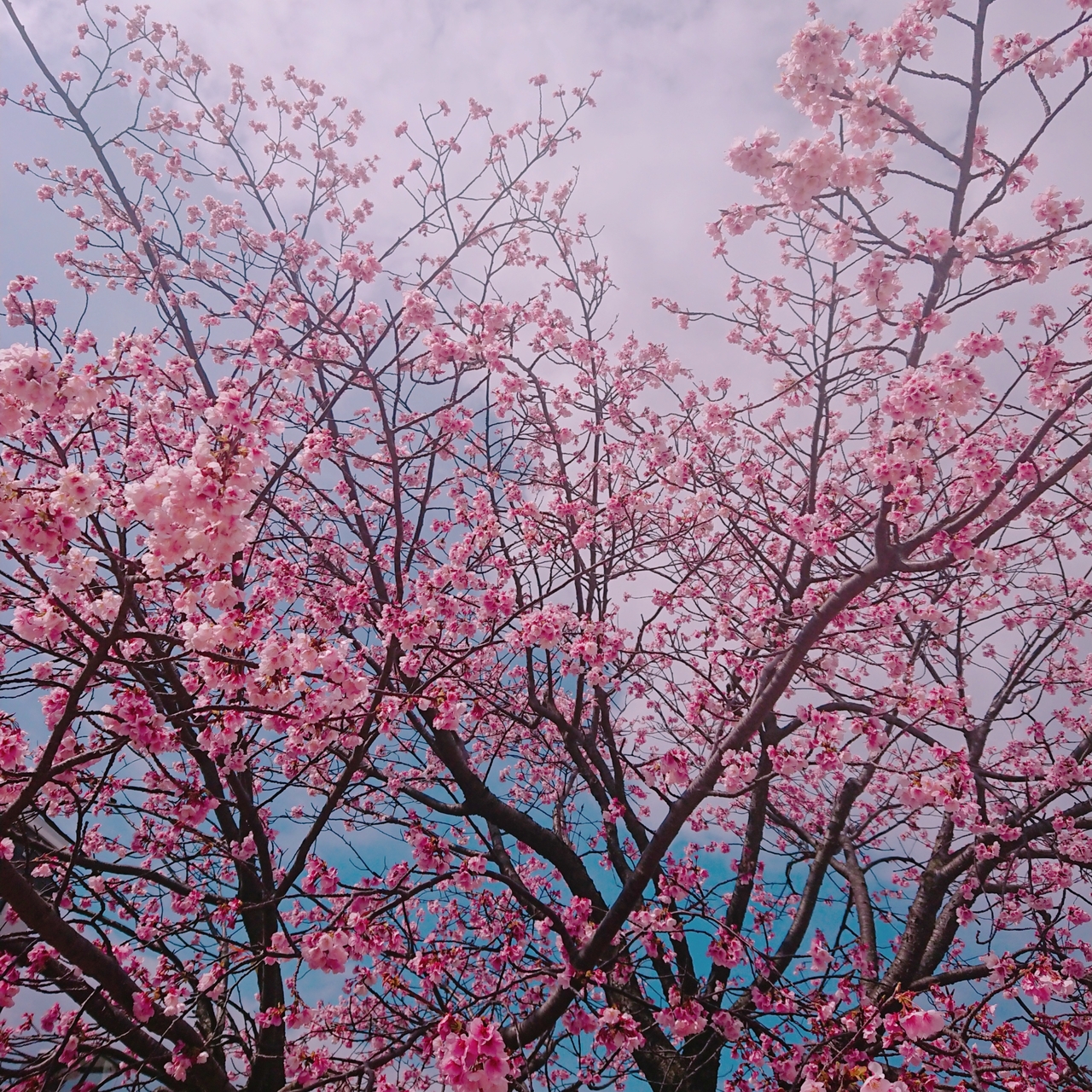 結婚記念日旅行 沼津熱海の癒され旅 沼津 静岡県 の旅行記 ブログ By U3nさん フォートラベル
