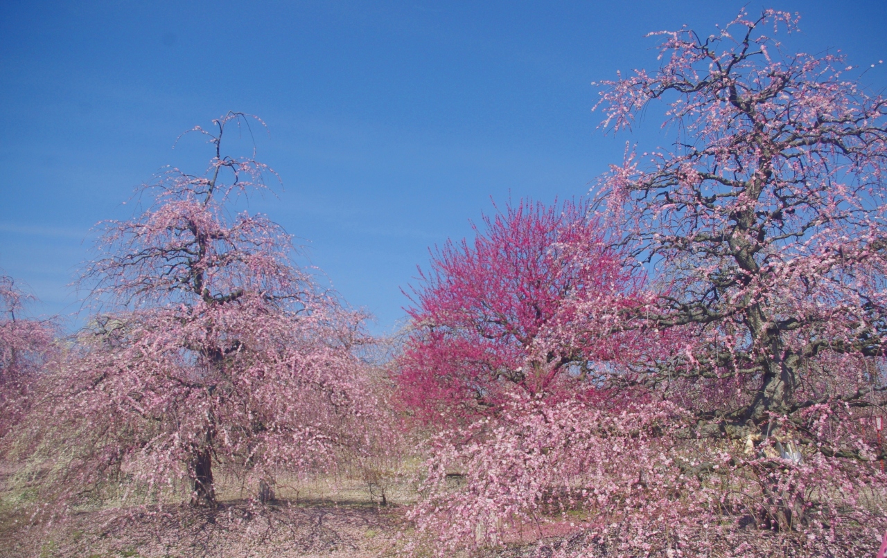 伝統の匠の技を観梅 鈴鹿の森庭園 鈴鹿 三重県 の旅行記 ブログ By はんなりさん フォートラベル