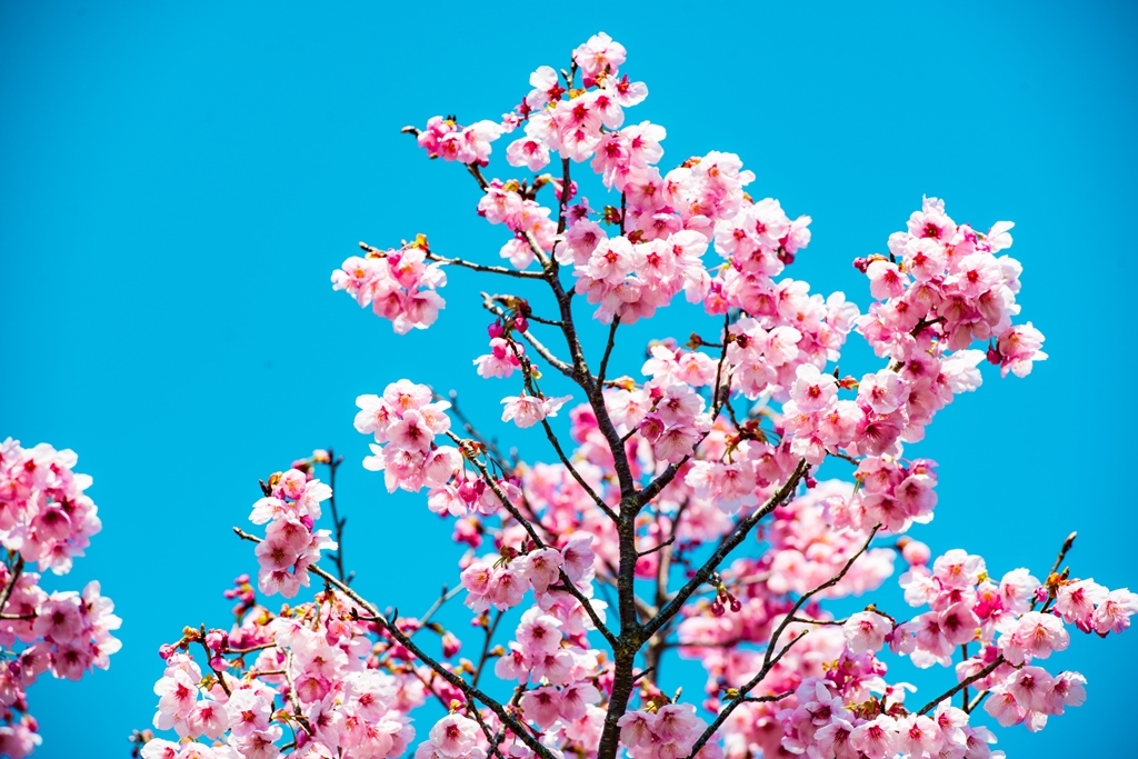 宇佐の桜さがし 宇佐 豊後高田 大分県 の旅行記 ブログ By 気まぐれなデジカメ館さん フォートラベル 宇佐の桜さがし 宇佐 豊後高田 大分県 の旅行記 ブログ By 気まぐれなデジカメ館さん フォートラベル