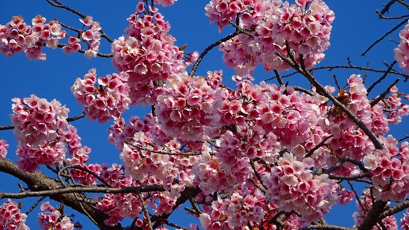 清荒神清澄寺へ淡墨桜の開花状況を確認しに行きました その1 宝塚 兵庫県 の旅行記 ブログ By Hn11さん フォートラベル 清荒神清澄寺へ淡墨桜の開花状況を確認しに行きました その1 宝塚 兵庫県 の旅行記 ブログ By Hn11さん フォートラベル