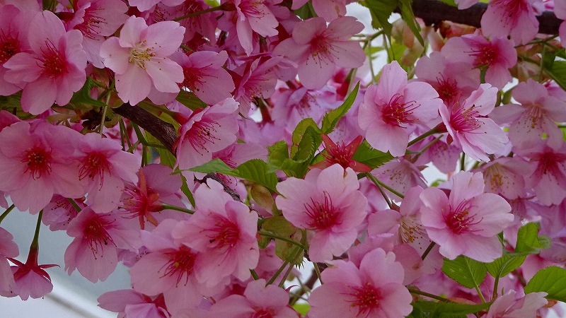 清荒神清澄寺へ淡墨桜の開花状況を確認しに行きました その2 宝塚 兵庫県 の旅行記 ブログ By Hn11さん フォートラベル 清荒神清澄寺へ淡墨桜の開花状況を確認しに行きました その2 宝塚 兵庫県 の旅行記 ブログ By Hn11さん フォートラベル