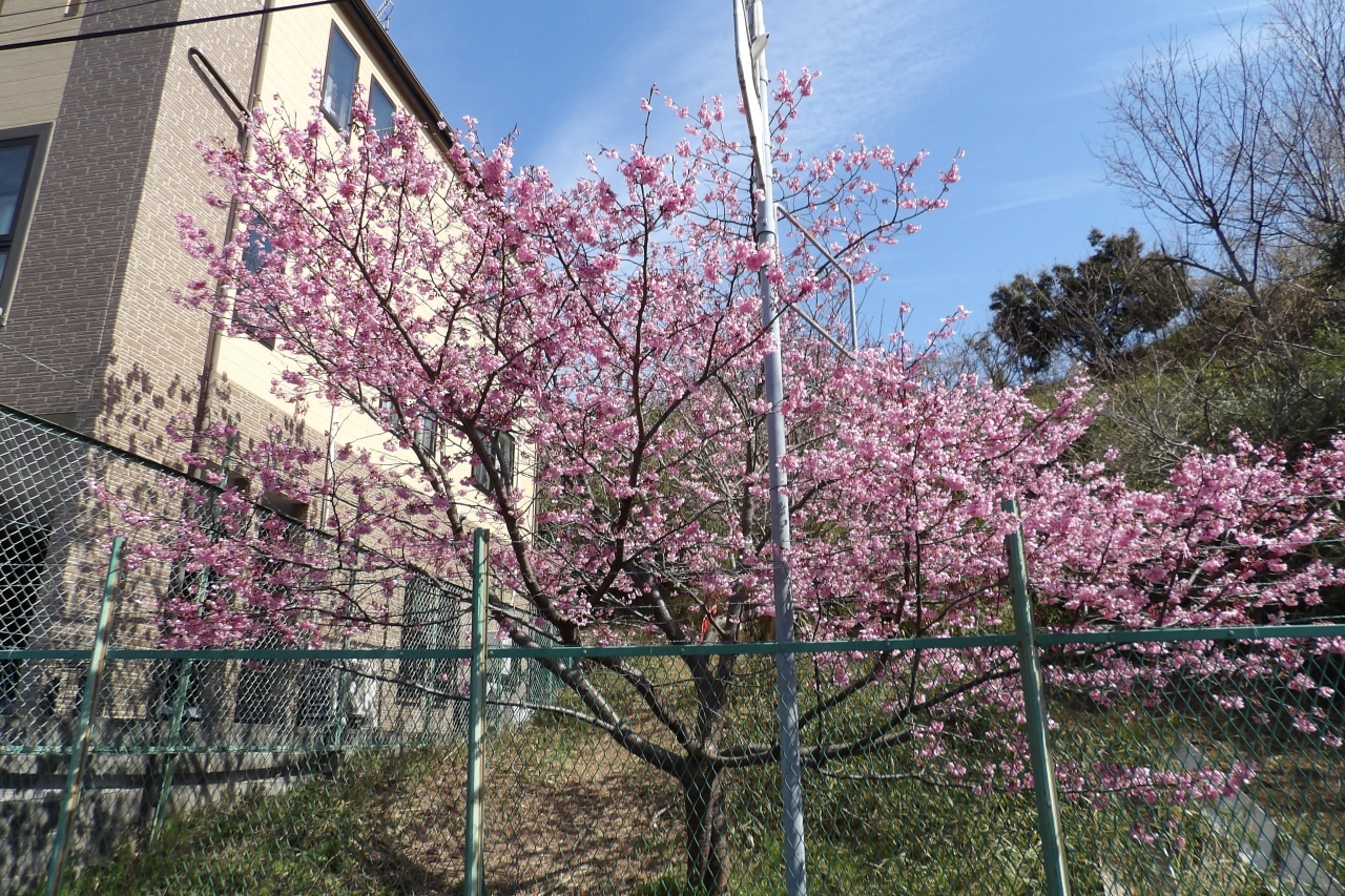 大寒桜 戸塚 いずみ野 港南台 神奈川県 の旅行記 ブログ By ドクターキムルさん フォートラベル