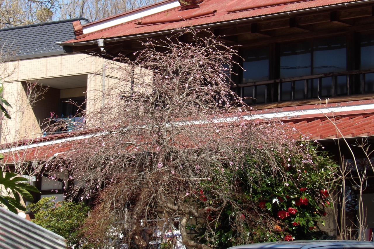 石井家手前のお宅の枝垂れ桜は咲き始め 戸塚 いずみ野 港南台 神奈川県 の旅行記 ブログ By ドクターキムルさん フォートラベル