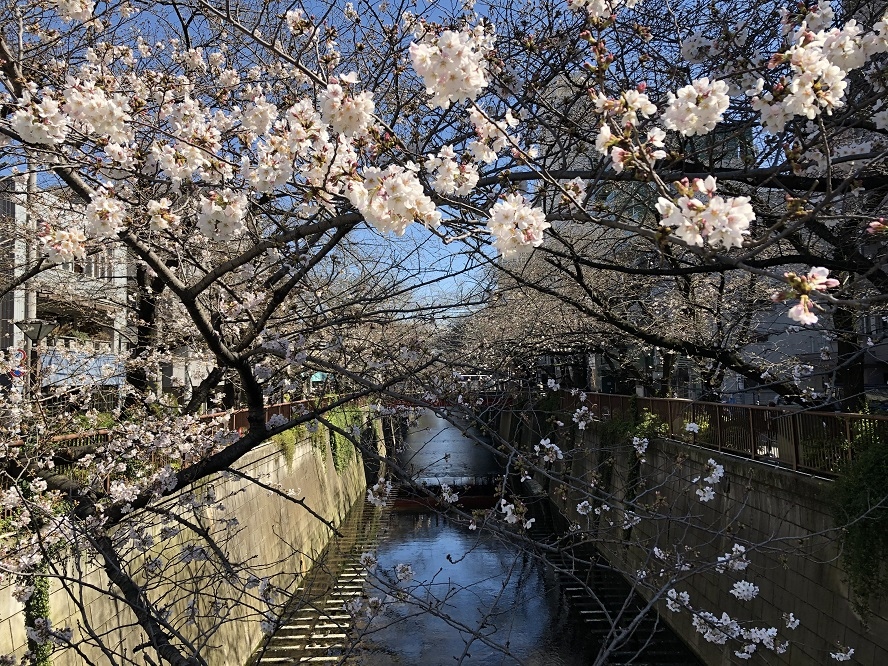 目黒川でのお花見 目黒 東京 の旅行記 ブログ By ムーミン3さん フォートラベル 目黒川でのお花見 目黒 東京 の旅行記 ブログ By ムーミン3さん フォートラベル