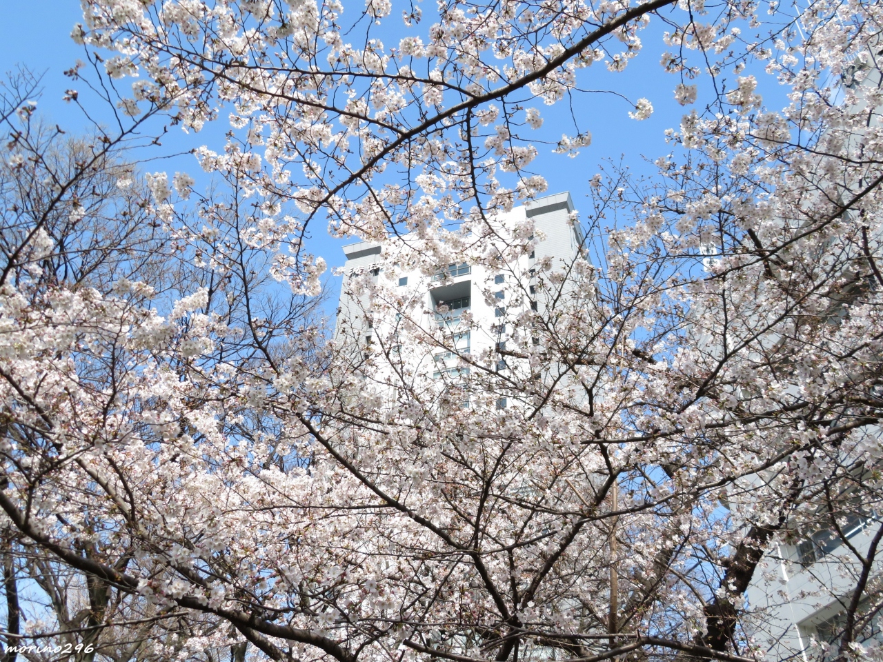 混雑を避けてお花見散歩 ソフィア通り 外濠公園 靖国神社 千鳥ヶ淵 市ヶ谷 東京 の旅行記 ブログ By Morino296さん フォートラベル