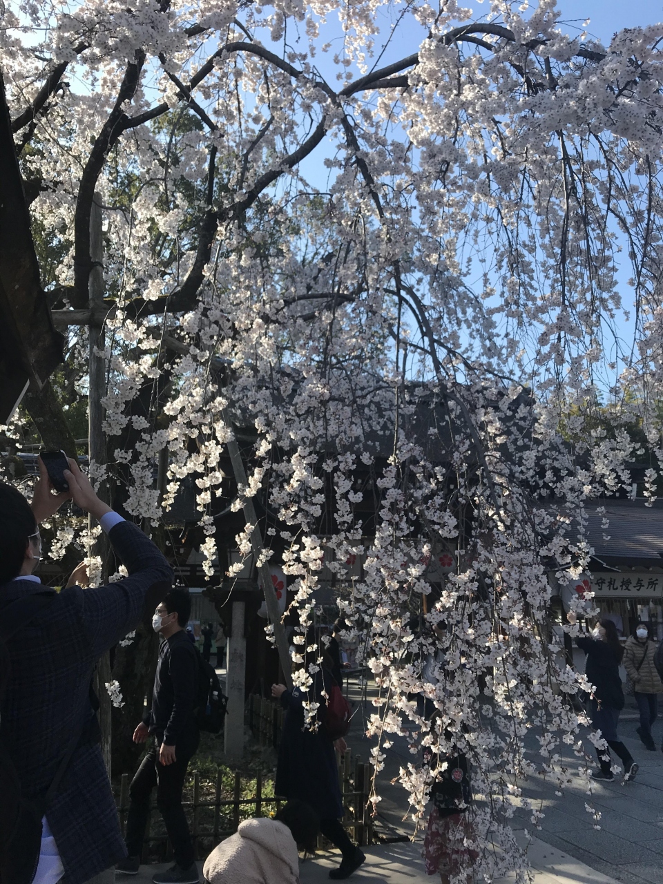 京都 4時間散策 東本願寺 金閣寺 平野神社 北野天満宮 京都の旅行記 ブログ By こけもんさん フォートラベル 京都 4時間散策 東本願寺 金閣寺 平野神社 北野天満宮 京都の旅行記 ブログ By こけもんさん フォートラベル