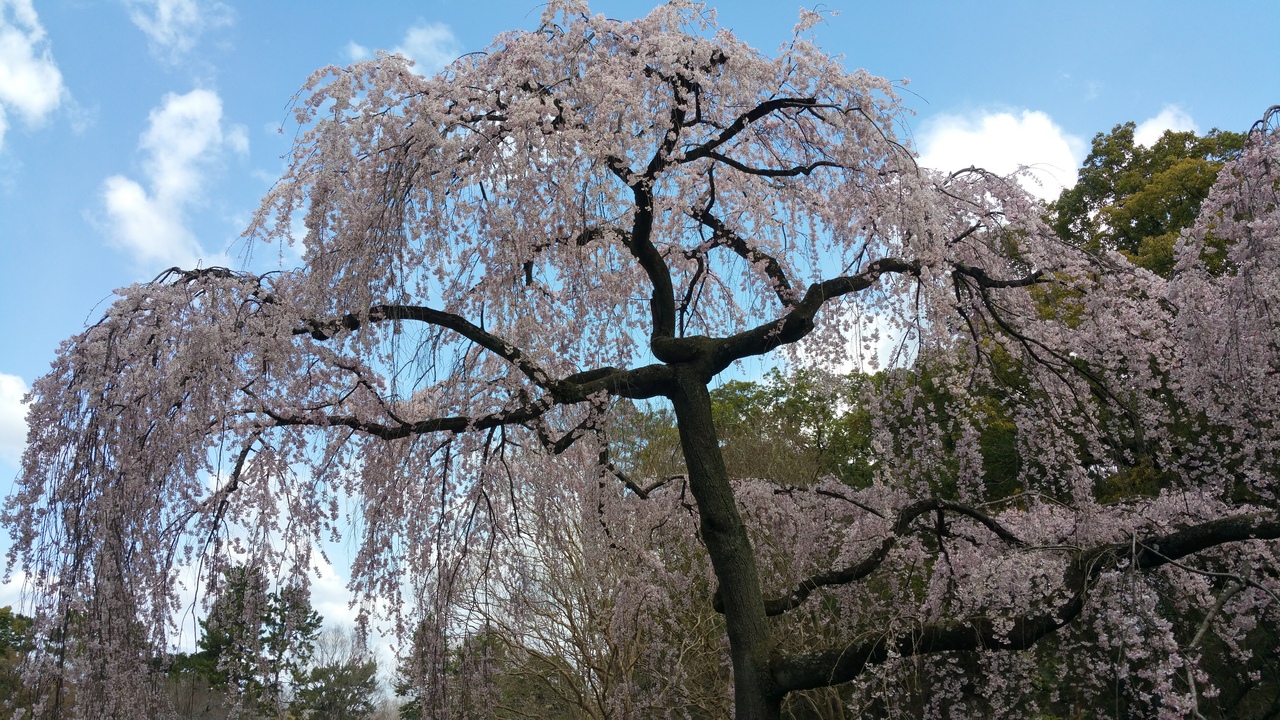 初めての京都御苑 早咲きのしだれ桜 おもに桜 今出川 北大路 北野 京都 の旅行記 ブログ By へなちょこ姉さんさん フォートラベル