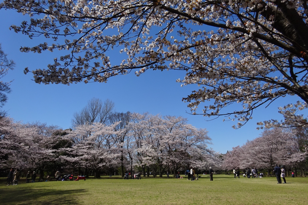 柏の葉公園 さくらは早くも見ごろ 柏 流山 千葉県 の旅行記 ブログ By Takeおじさん フォートラベル