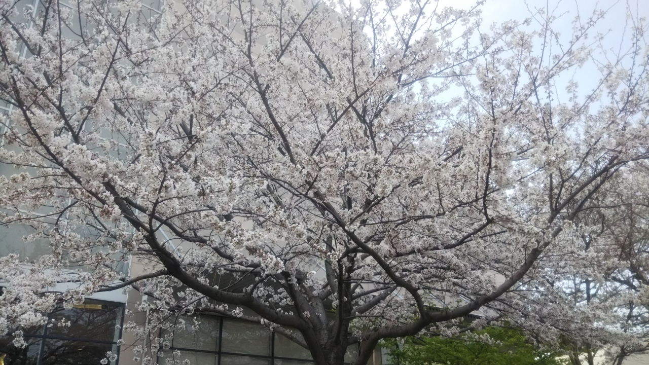 子連れで津田沼ブラブラしました 船橋 習志野 千葉県 の旅行記 ブログ By Akubiさん フォートラベル