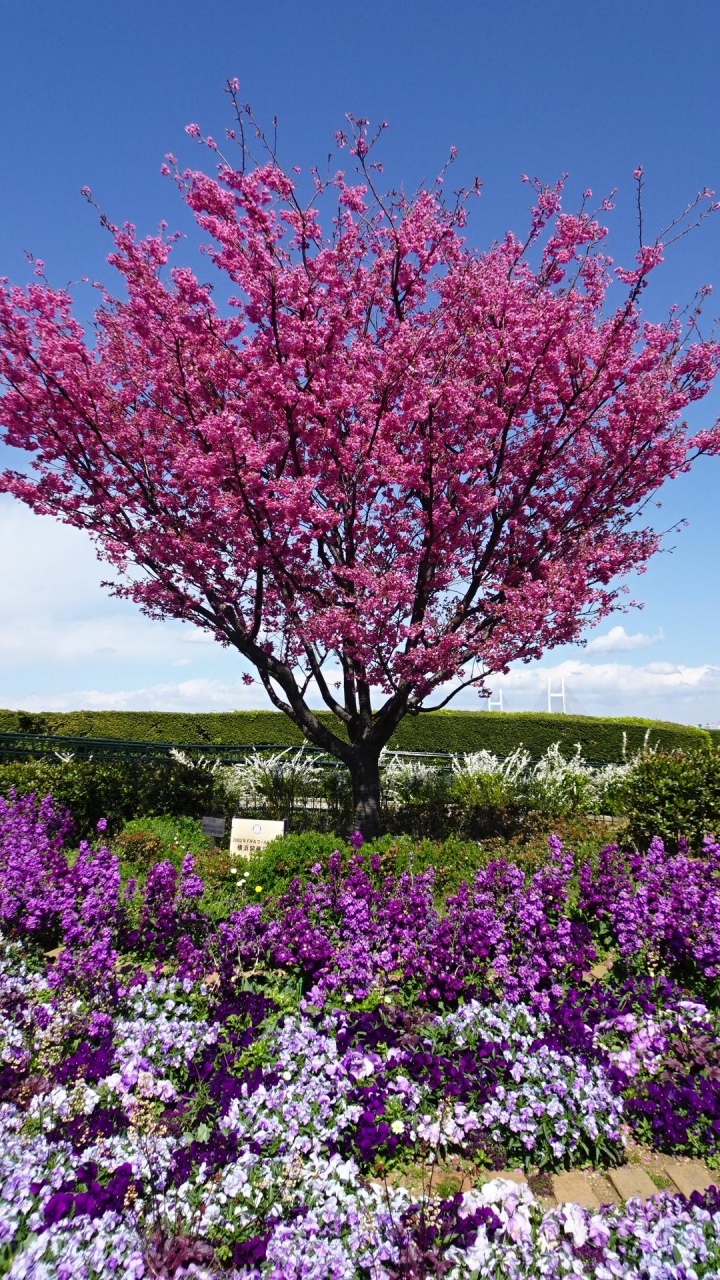 桜散歩 港の見える丘公園から元町公園 横浜 神奈川県 の旅行記 ブログ By ココ ナッツさん フォートラベル