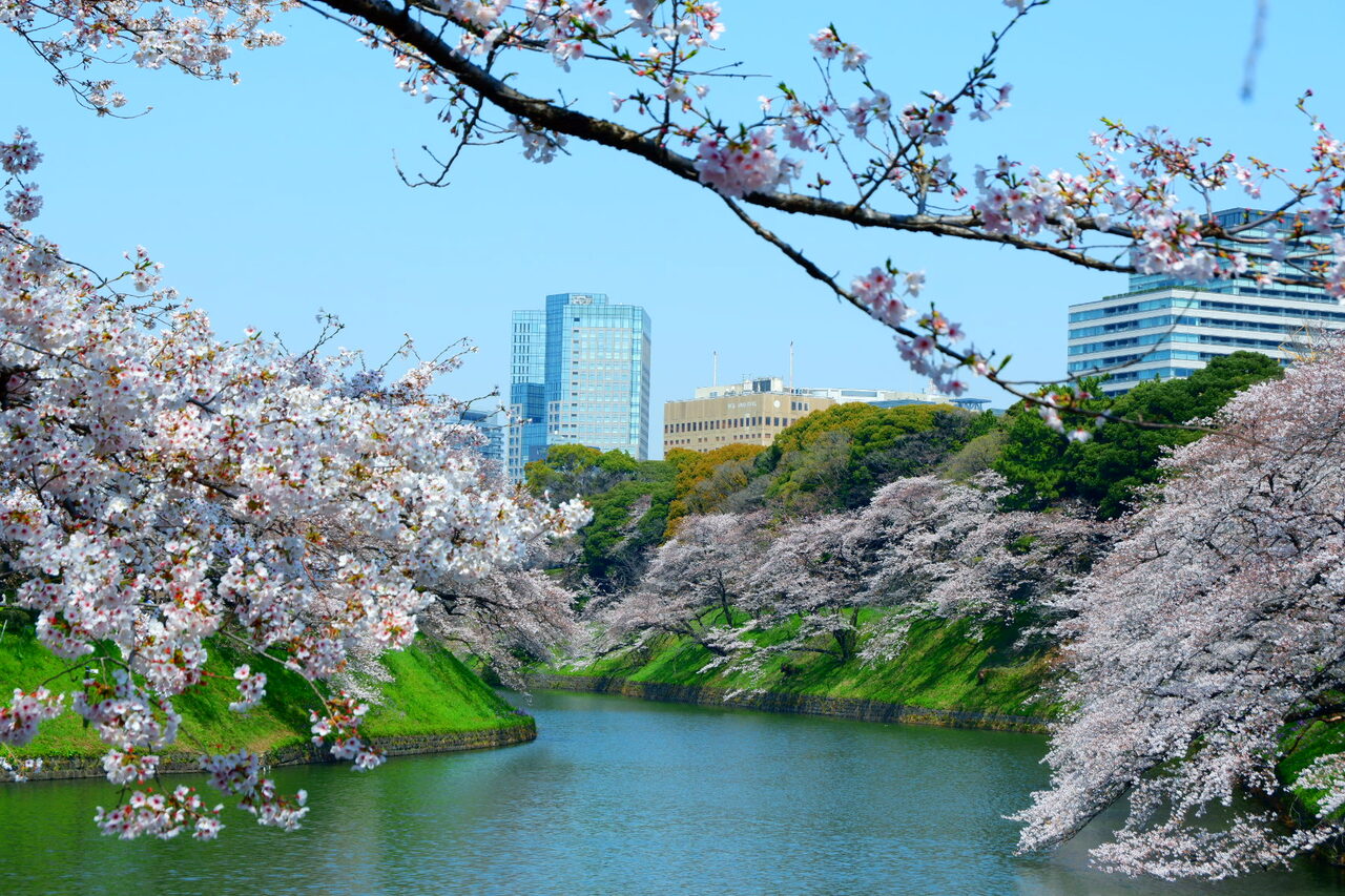 美しいけれど寂しい千鳥ヶ淵の春 東京の旅行記 ブログ By まりもまめさん フォートラベル 美しいけれど寂しい千鳥ヶ淵の春 東京の旅行記 ブログ By まりもまめさん フォートラベル