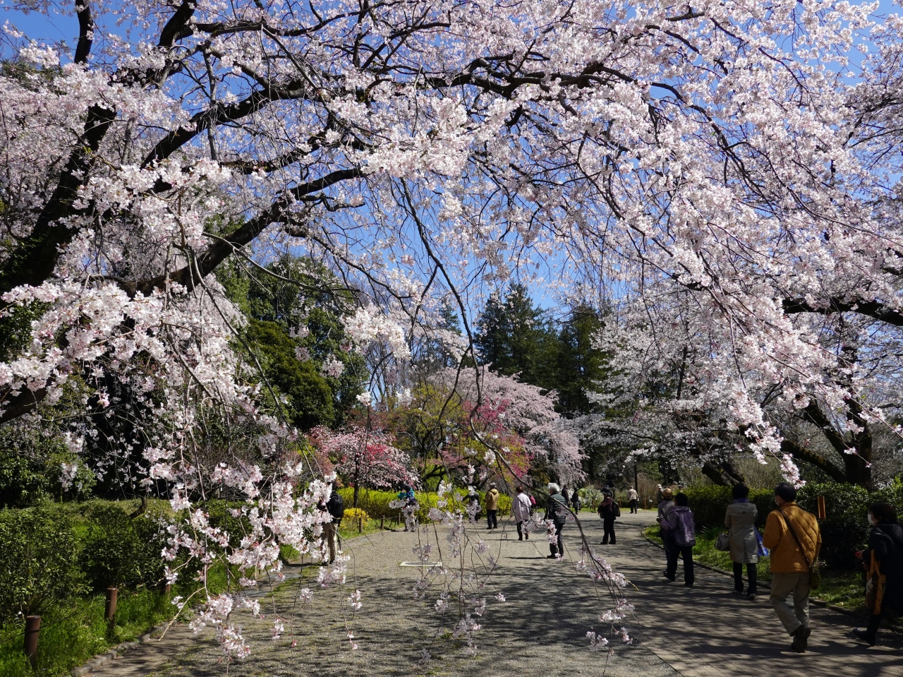 春の神代植物公園と深大寺 調布 狛江 東京 の旅行記 ブログ By 愛吉さん フォートラベル