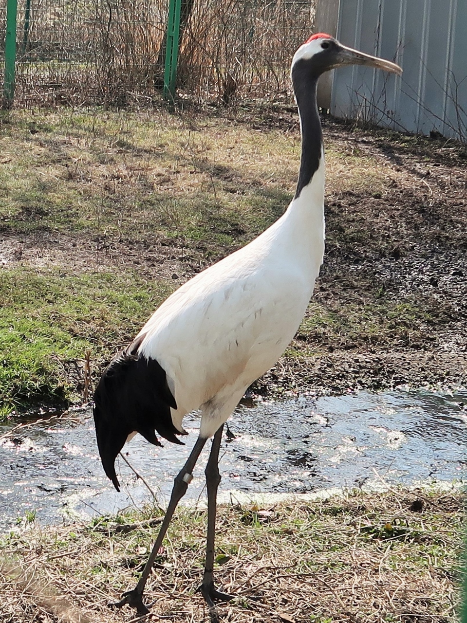 津軽 6 タンチョウ 丹頂鶴自然公園のケージ内で 中国 ロシアより 繁殖して飼育 津軽半島 青森県 の旅行記 ブログ By マキタン2さん フォートラベル 津軽 6 タンチョウ 丹頂鶴自然公園のケージ内で 中国 ロシアより 繁殖して飼育 津軽半島 青森県 の旅行記 ブログ By マキタン2さん フォートラベル