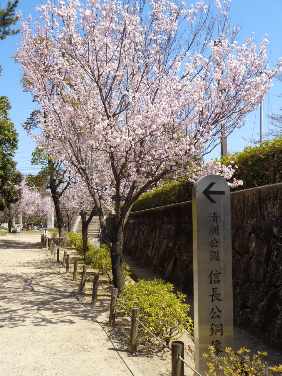 清州城の桜です 1 稲沢 清須 愛知県 の旅行記 ブログ By 水仙さん フォートラベル 清州城の桜です 1 稲沢 清須 愛知県 の旅行記 ブログ By 水仙さん フォートラベル