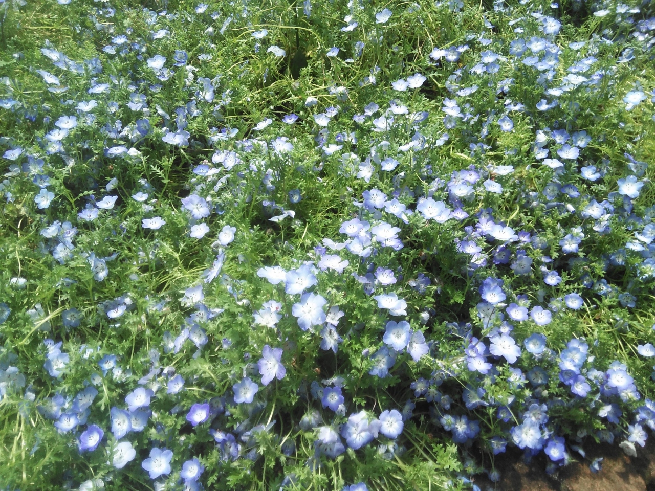 くりはま花の国 横須賀 神奈川県 の旅行記 ブログ By Yasuさん フォートラベル
