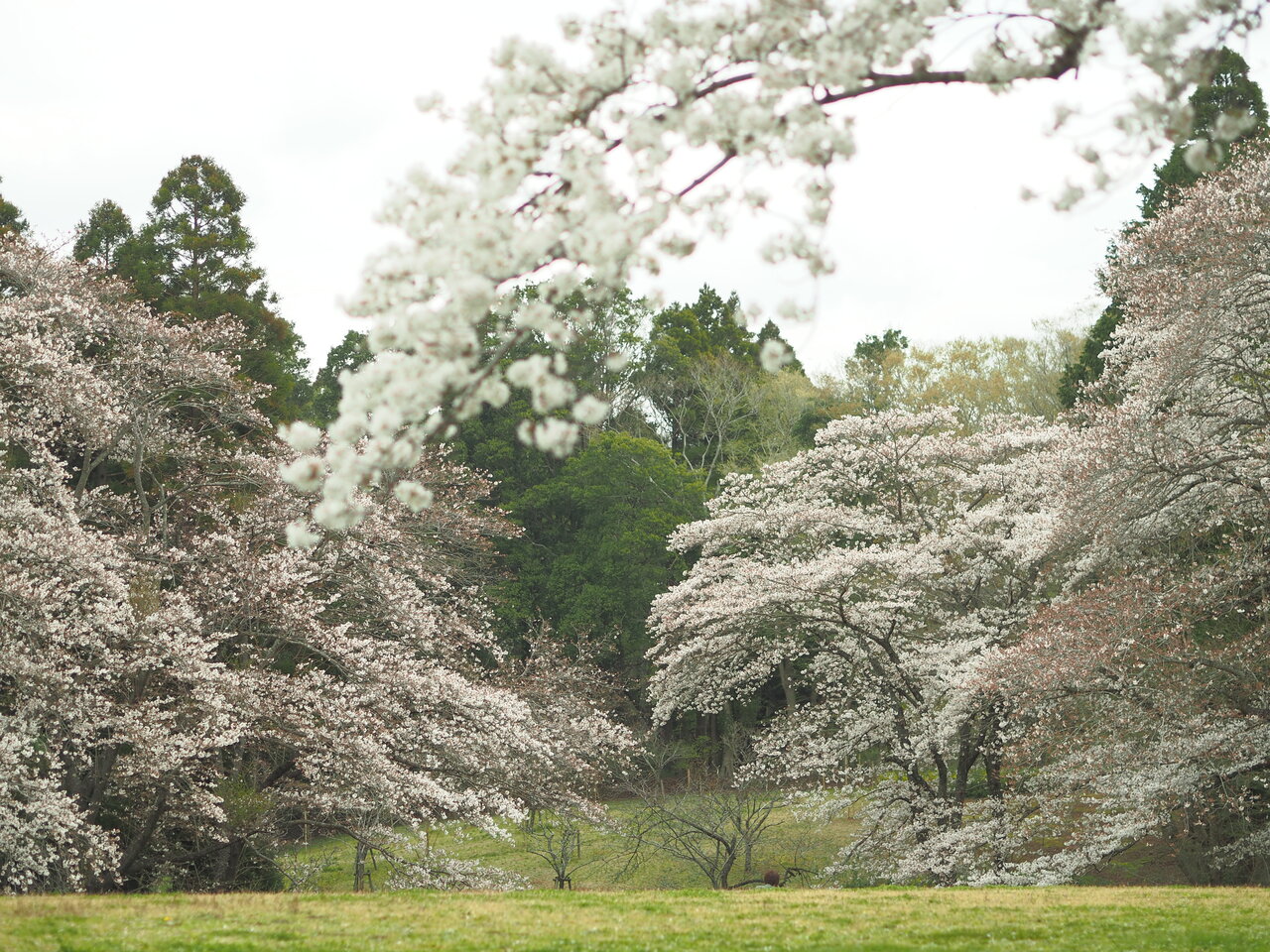 静かに桜を見る 泉自然公園 千葉市 千葉県 の旅行記 ブログ By みささん フォートラベル